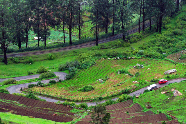 Ooty