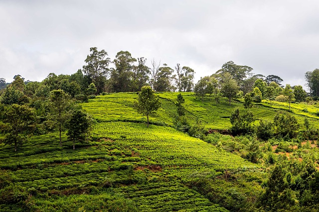 tea-plantation-5606403_640